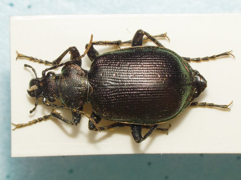 Calosoma inquisitor (Linne, 1758)